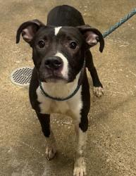 Shelter Stray Male Dog last seen Near Haltnorth Unit L, 3rd District, OH, 9203 Detroit Ave, Cleveland, OH 44102, USA