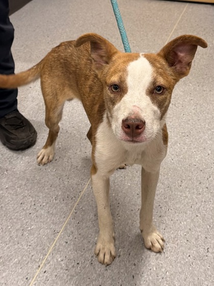 Shelter Stray Male Dog last seen Near Delavan, 5th District, OH, 9203 Detroit Ave, Cleveland, OH 44102, USA
