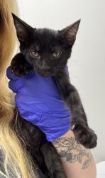 Shelter Stray Male Cat last seen Near Florin Rd, Sacramento County, CA, 6201 Florin Perkins Rd, Sacramento, CA 95828, USA