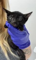 Shelter Stray Female Cat last seen Near Florin Rd, Sacramento County, CA, 6201 Florin Perkins Rd, Sacramento, CA 95828, USA