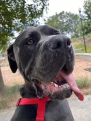 Shelter Stray Male Dog last seen Near CEDAR CROFT LANE Lithonia, 30058, 30058, GA, 3280 Chamblee Dunwoody Rd, Chamblee, GA 30341, USA
