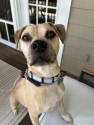 Shelter Stray Male Dog last seen Near Buford Hwy, Doraville, GA 30340, 30340, GA, 3280 Chamblee Dunwoody Rd, Chamblee, GA 30341, USA