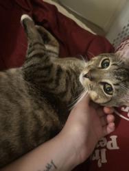 Shelter Stray Male Cat last seen Near Robb st, 21218, MD, 2490 Giles Rd, Baltimore, MD 21225, USA