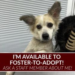 Shelter Stray Female Dog last seen McAllester Ln & Stewarts Meadow, City of College Station, TX, 5359 Leonard Rd, Bryan, TX 77807, USA