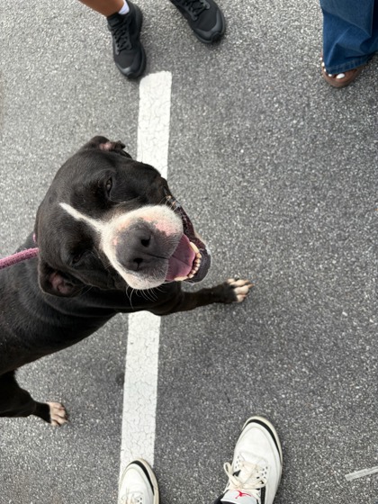 Shelter Stray Male Dog last seen Near Nathan Rd SW, Atlanta, GA, 1251 Fulton Industrial Blvd NW, Atlanta, GA 30336, USA