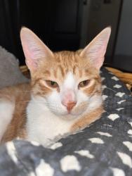 Lost Male Cat last seen Jossie loop & 1010 by dollar general, Cleveland, TX 77327
