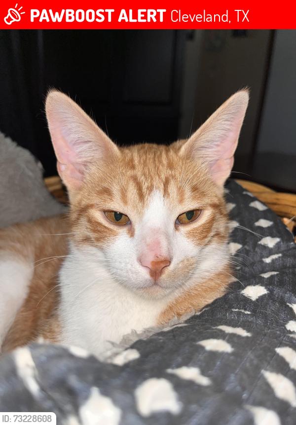 Lost Male Cat last seen Jossie loop & 1010 by dollar general, Cleveland, TX 77327