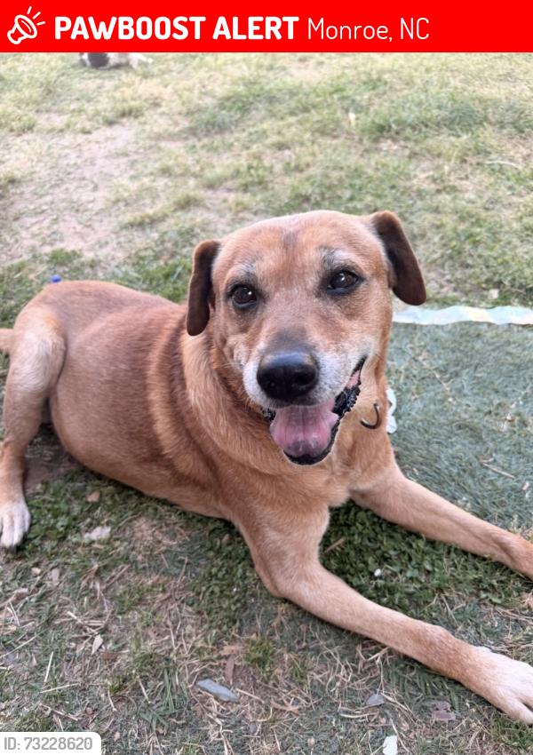 Lost Male Dog last seen Pine st 1003 Monroe nc, Monroe, NC 28110