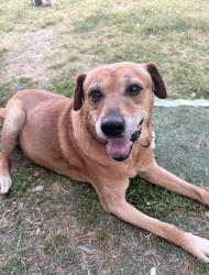 Lost Male Dog last seen Pine st 1003 Monroe nc, Monroe, NC 28110