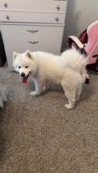 Reunited Male Dog last seen Near round rock ln Fort Worth, Fort Worth, TX 76140