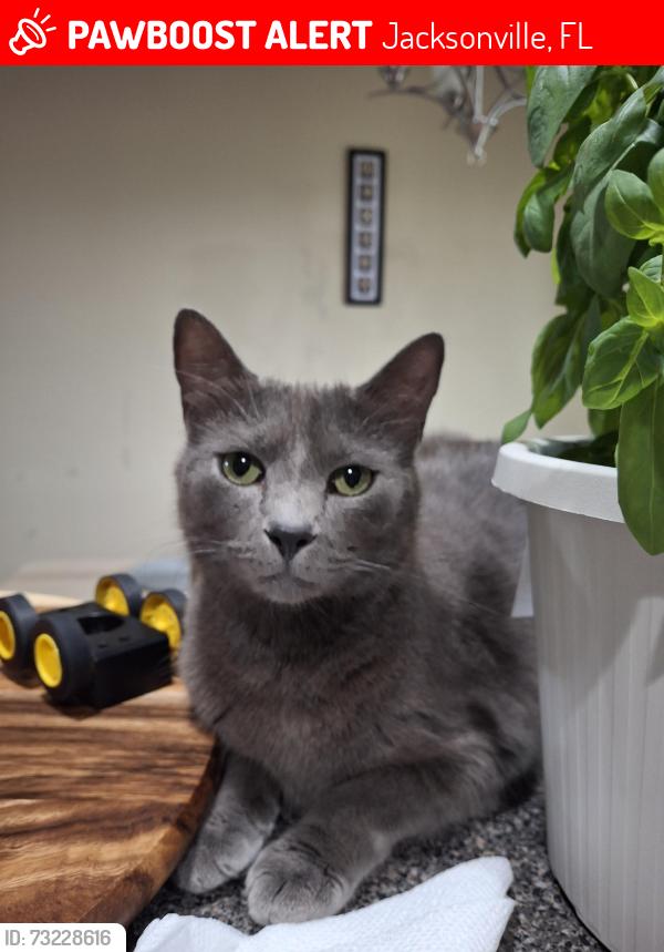 Lost Male Cat last seen Near gran Bay Pkwy, Jacksonville, FL 32258