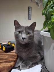 Lost Male Cat last seen Near gran Bay Pkwy, Jacksonville, FL 32258
