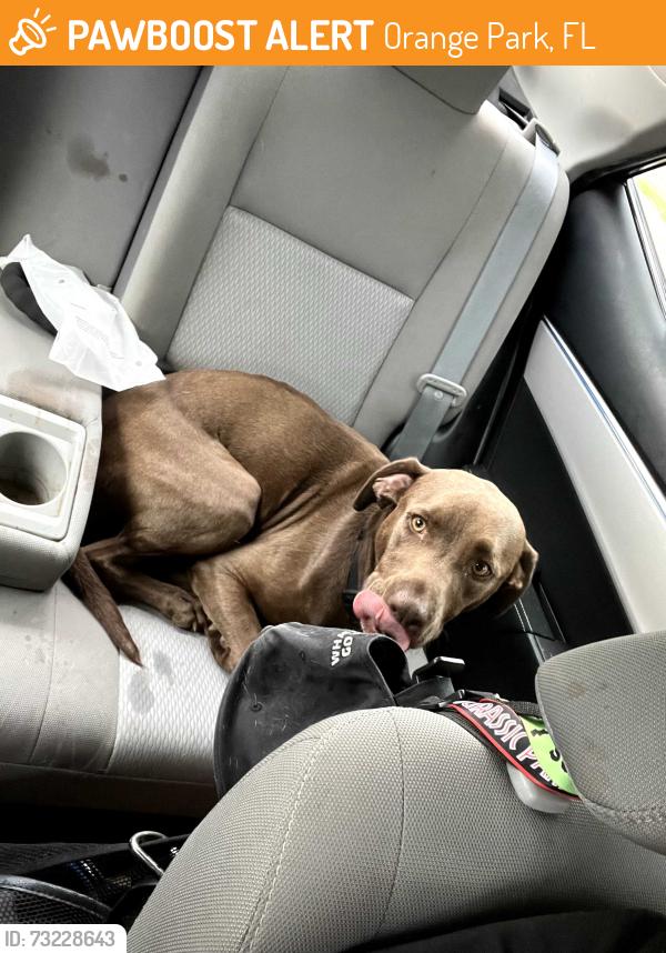 Found/Stray Male Dog last seen debarry near wells road, Orange Park, FL 32073
