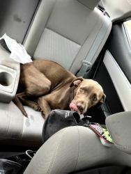 Found/Stray Male Dog last seen debarry near wells road, Orange Park, FL 32073