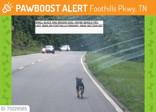 Found/Stray Unknown Dog last seen Foothills Parkway, we think Section 8G. Driving away from Lookout Rock, towards Townsend., Foothills Pkwy, TN 37886