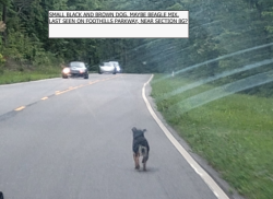 Found/Stray Unknown Dog last seen Foothills Parkway, we think Section 8G. Driving away from Lookout Rock, towards Townsend., Foothills Pkwy, TN 37886