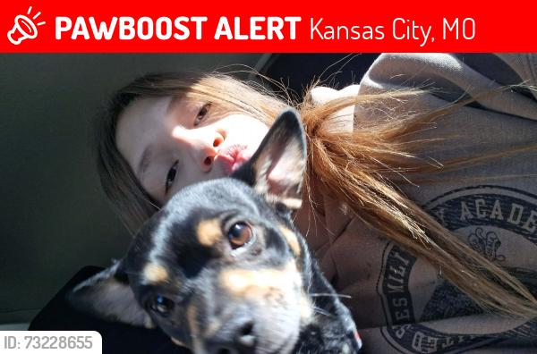 Lost Male Dog last seen York st, Kansas City, MO 64128