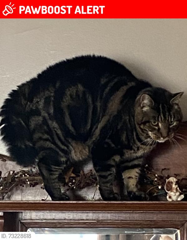 Lost Male Cat last seen Hwy #7, East Ship Harbour, NS B0J 3H0