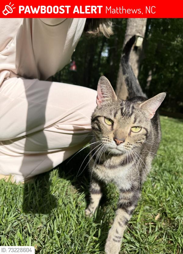 Lost Male Cat last seen Tilly morris, Matthews, NC 28105