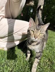 Lost Male Cat last seen Tilly morris, Matthews, NC 28105