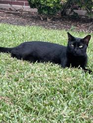 Lost Female Cat last seen Park Center Dr/W Pinebrook Way, Houston, TX 77059