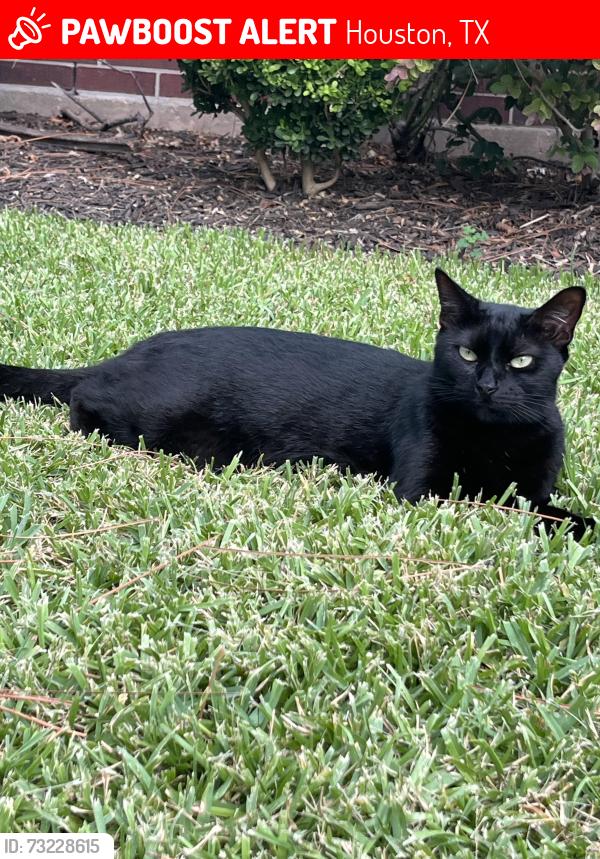 Lost Female Cat last seen Park Center Dr/W Pinebrook Way, Houston, TX 77059