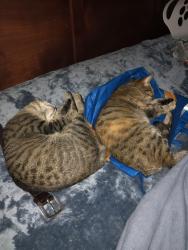 Lost Female Cat last seen Silver star meats, McKees Rocks, PA 15136