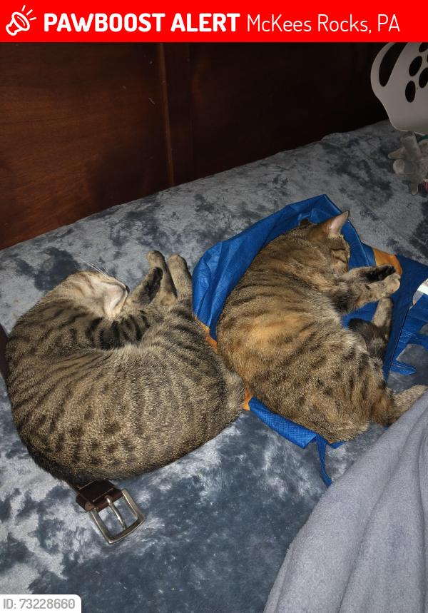 Lost Female Cat last seen Silver star meats, McKees Rocks, PA 15136