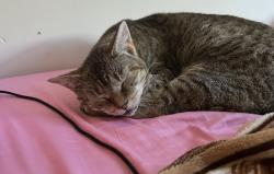 Lost Female Cat last seen Amity Ave and Williams, Muskegon, MI 49442