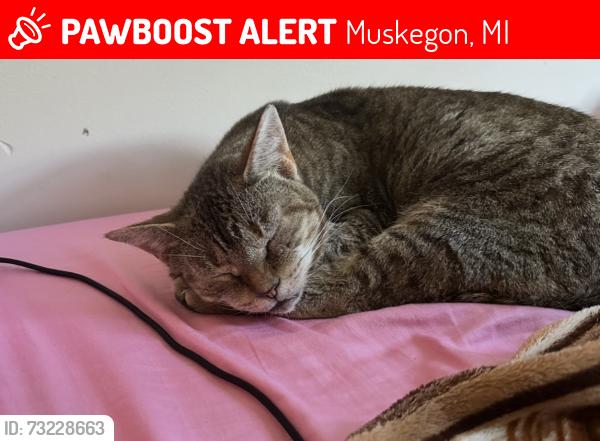 Lost Female Cat last seen Amity Ave and Williams, Muskegon, MI 49442