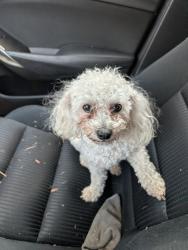 Reunited Female Dog last seen Dunes Drive, Ventana Ct, Amen Corner, Blackhawk Golf Course all in Pflugerville TX, Pflugerville, TX 78660