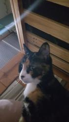 Reunited Female Cat last seen Kohl’s, Missoula, MT 59803