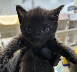 Shelter Stray Male Cat last seen Near S Camino Del Rio, San Diego, CA, 92108, 5500 Gaines St, San Diego, CA 92110, USA