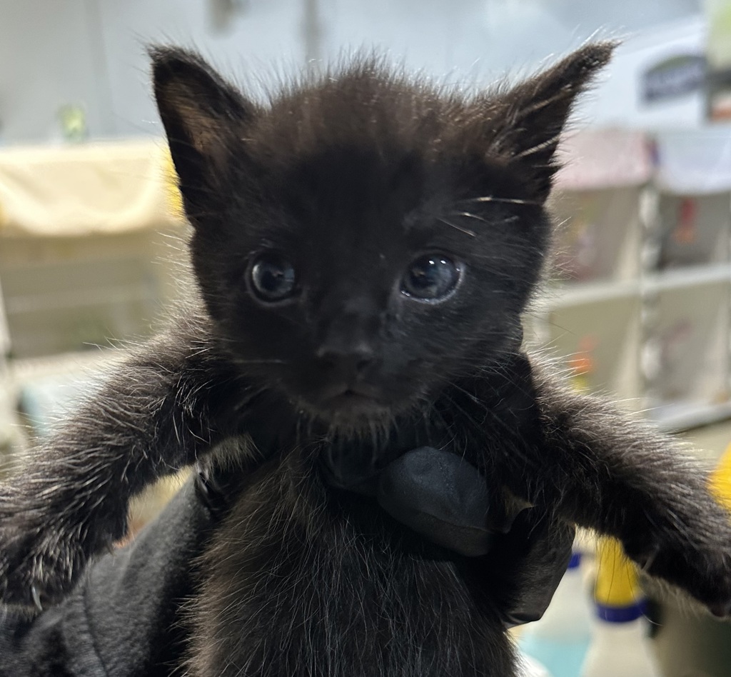 Shelter Stray Male Cat last seen Near S Camino Del Rio, San Diego, CA, 92108, 5500 Gaines St, San Diego, CA 92110, USA