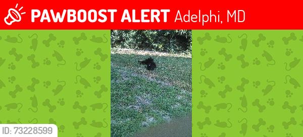 Lost Female Cat last seen 25th Avenue between Griffen Street and Fordham Place, Adelphi, MD 20783