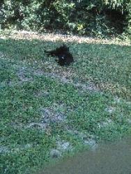 Lost Female Cat last seen 25th Avenue between Griffen Street and Fordham Place, Adelphi, MD 20783