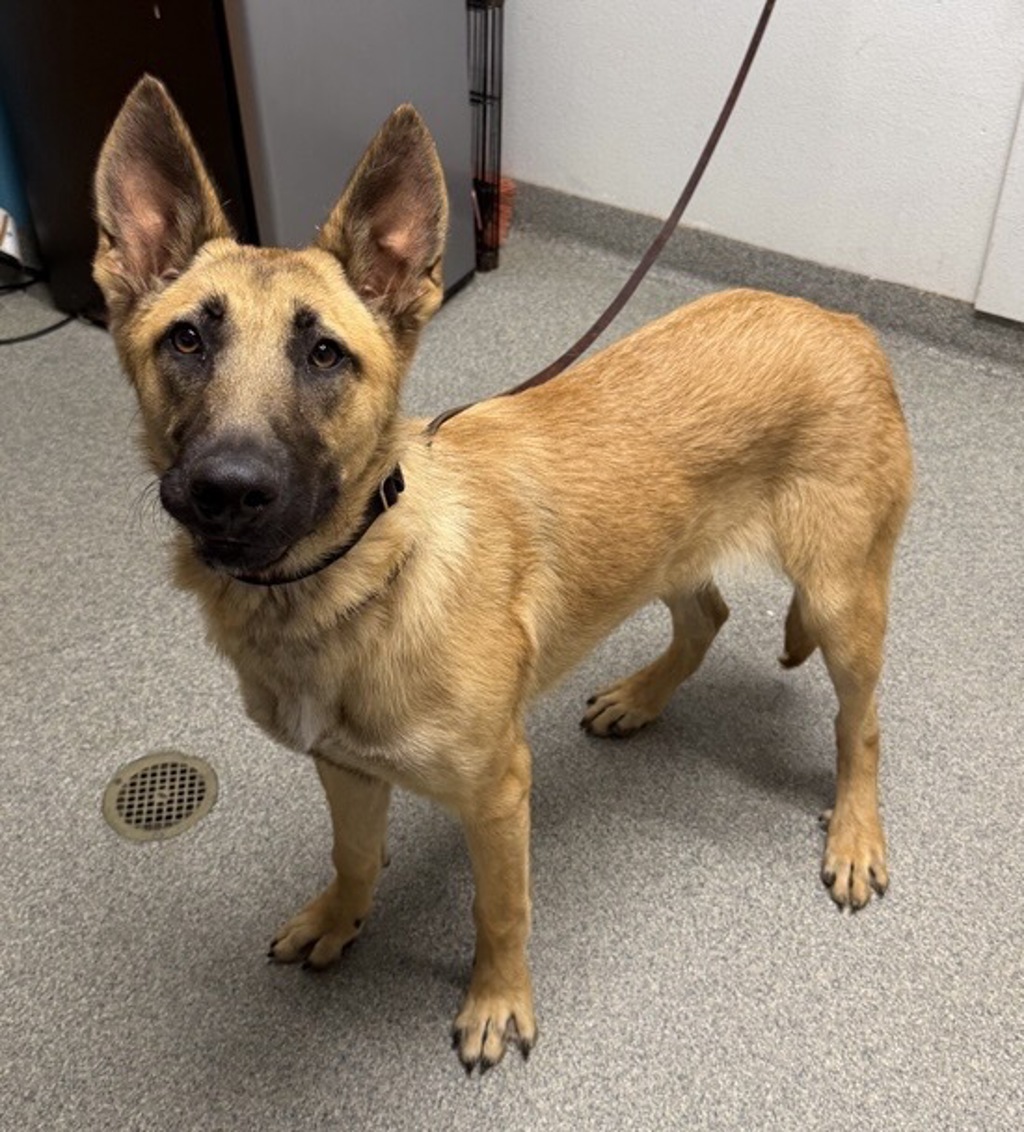 Shelter Stray Female Dog last seen N Citrus Avenue, Escondido, CA, 92027, Escondido, CA 92027, USA