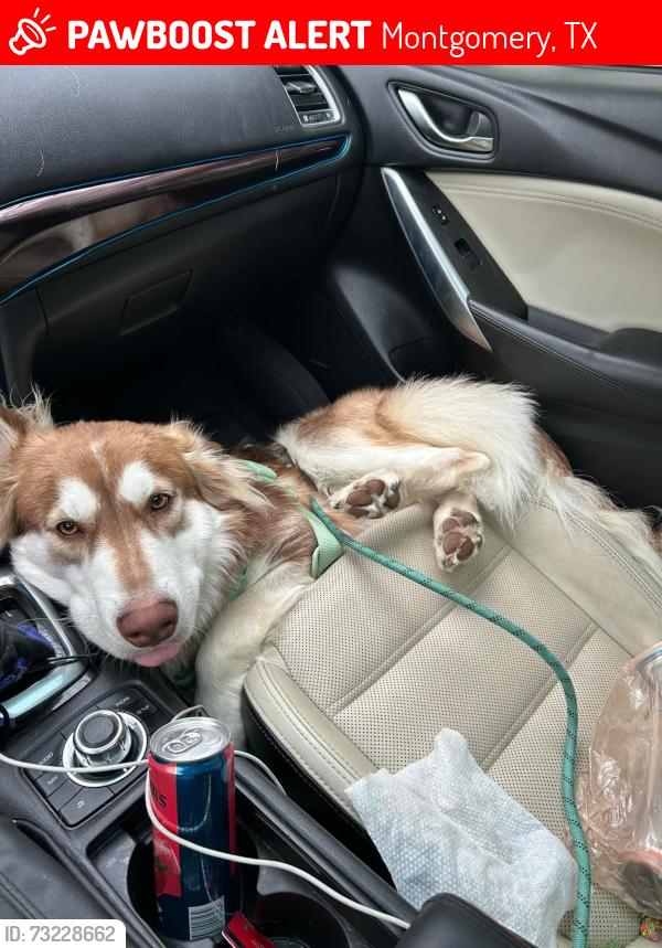 Lost Male Dog last seen Near and club drive near the KOA behind the new HEB, Montgomery, TX 77356