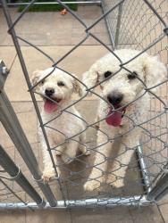 Found/Stray Male Dog last seen agua vista road, Chula Vista, CA 91914