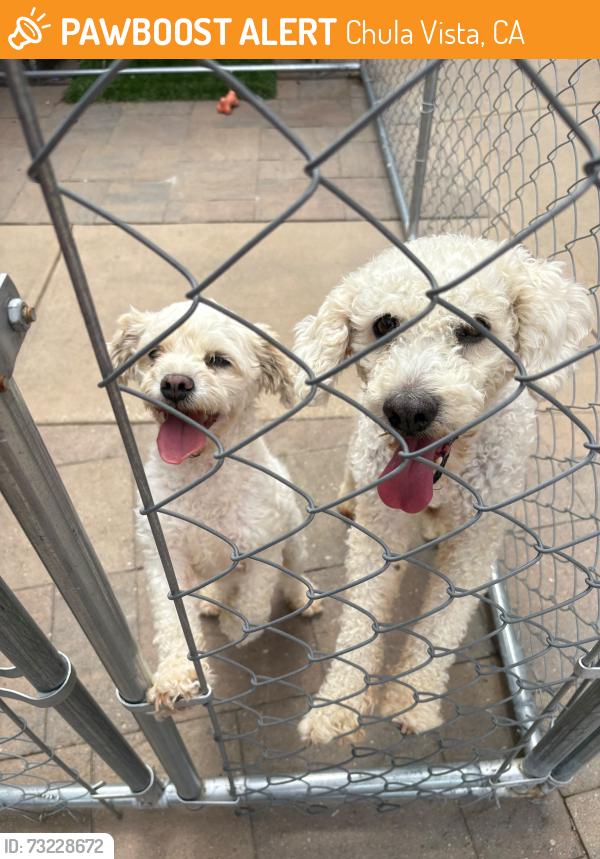 Found/Stray Male Dog last seen agua vista road, Chula Vista, CA 91914