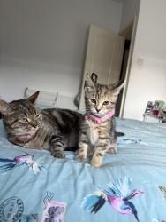 Lost Female Cat last seen Elliott street, Lancashire, England 