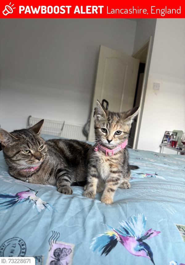Lost Female Cat last seen Elliott street, Lancashire, England 