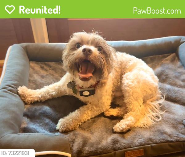 Reunited Male Dog last seen Allenby Dr. Raleigh, Raleigh, NC 27604