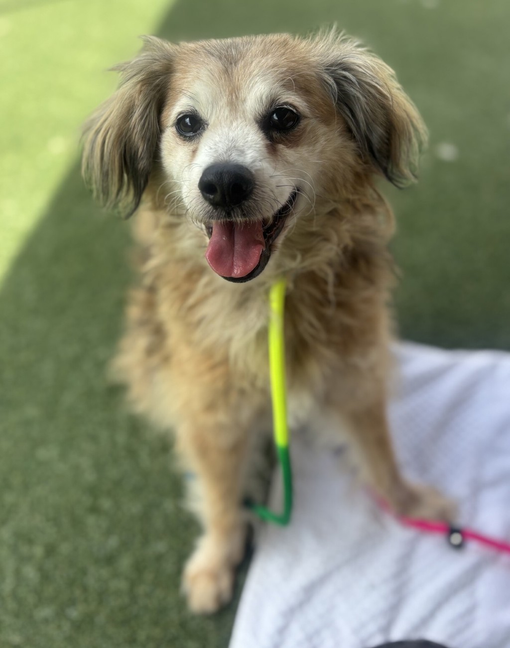 Shelter Stray Male Dog last seen Hollowglen Road, Oceanside, CA, 92057, Oceanside, CA 92058, USA