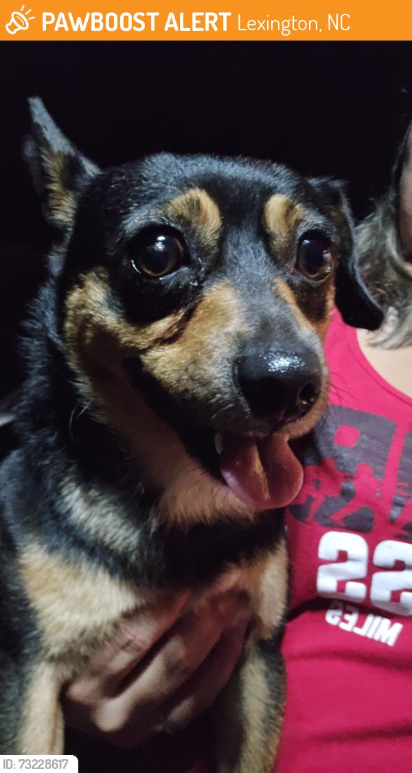 Found/Stray Male Dog last seen Wrenn Dr. Lexington, NC 27292, Lexington, NC 27292