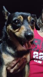 Found/Stray Male Dog last seen Wrenn Dr. Lexington, NC 27292, Lexington, NC 27292