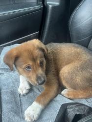 Lost Male Dog last seen 15th Ave s, Birmingham, AL 35205