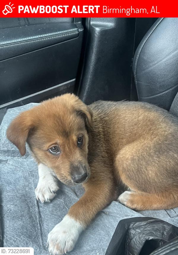 Lost Male Dog last seen 15th Ave s, Birmingham, AL 35205