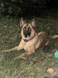 Reunited Female Dog last seen Addicks Clodine and Alief Clodine, 77082, Houston, TX 77082