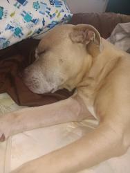 Reunited Male Dog last seen Main and kelton, Sacramento, CA 95838